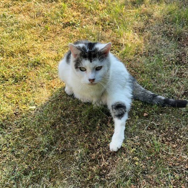 Kater Micky im Garten, langjähriger Begleiter und Teil von DigiAds44, in Erinnerung an einen treuen Weggefährten