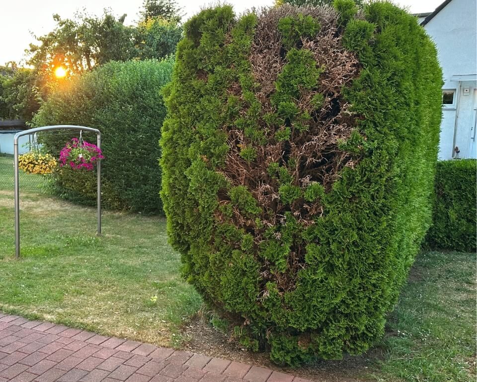 Beschädigte Hecke als Beispiel für eine kleine Gartenpflegeanfrage Beschädigte Hecke mit braunen Stellen in einem Garten in Duisburg-Walsum